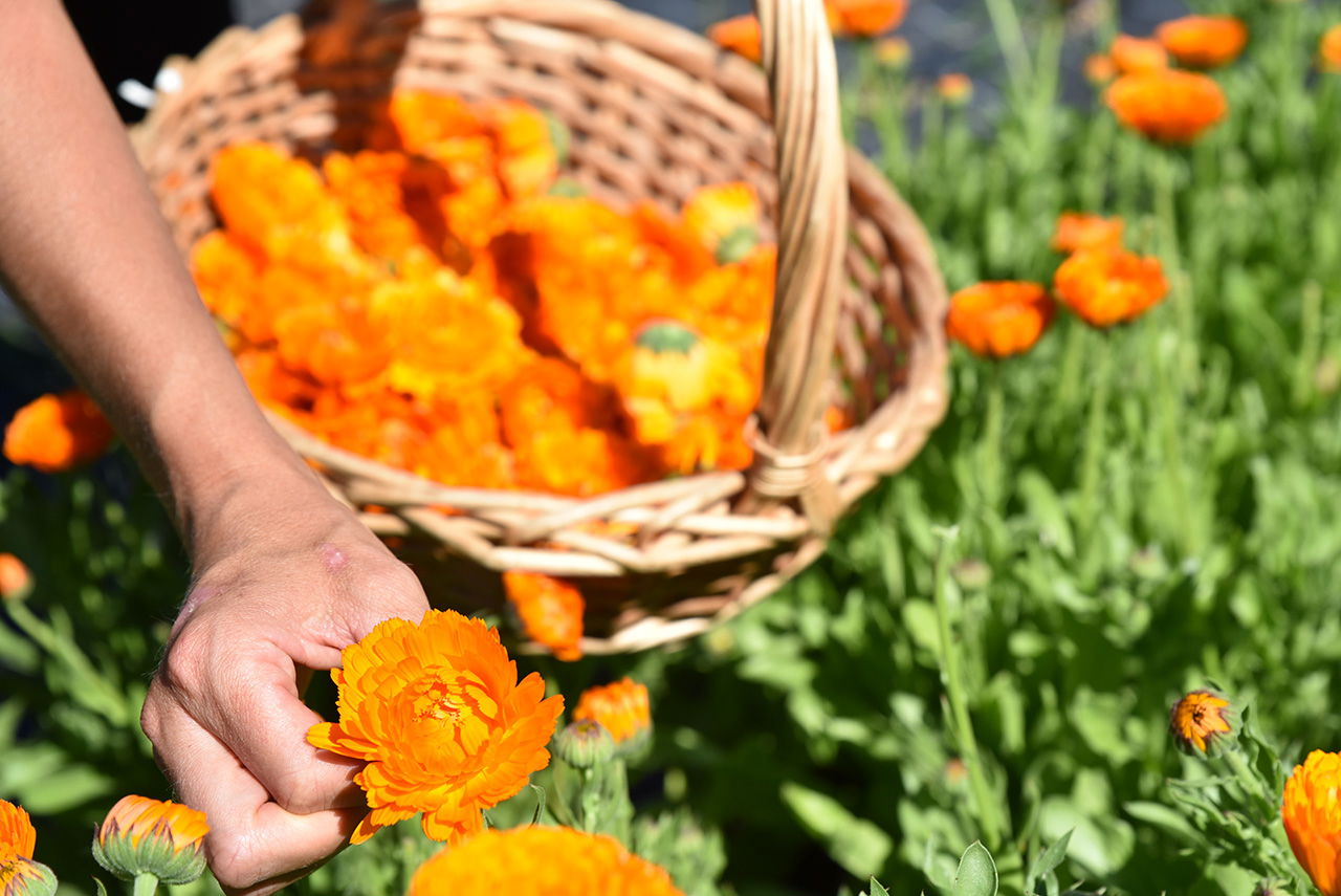 Ringelblume -Kamille  Salbe