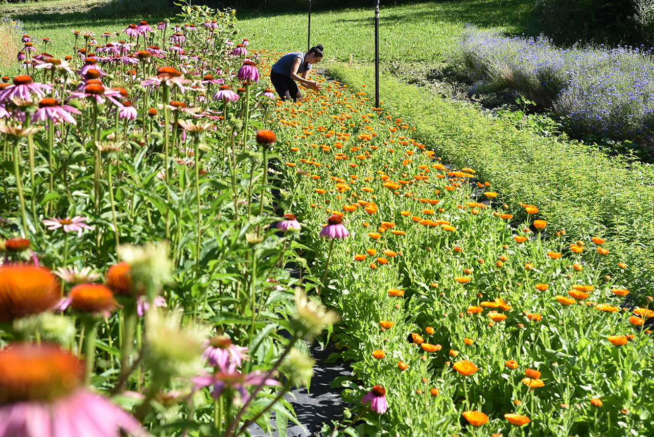 Lavendel Bio Ätherisches Öl
