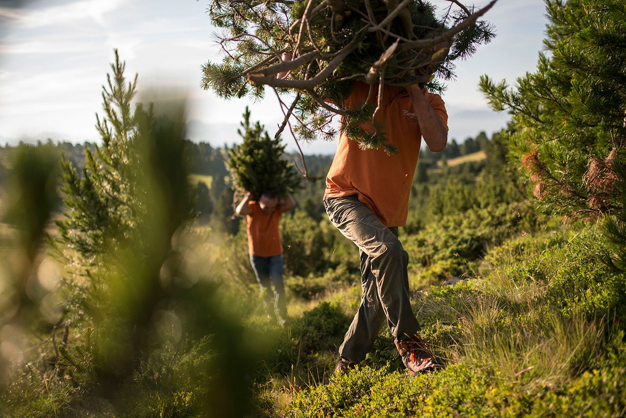 Zirbelkiefer Bio Ätherisches Öl