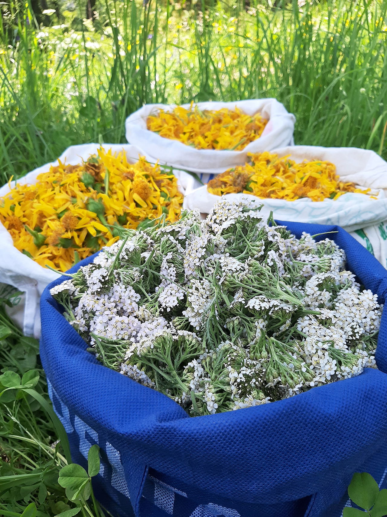 Arnika-Latsche Einreibung