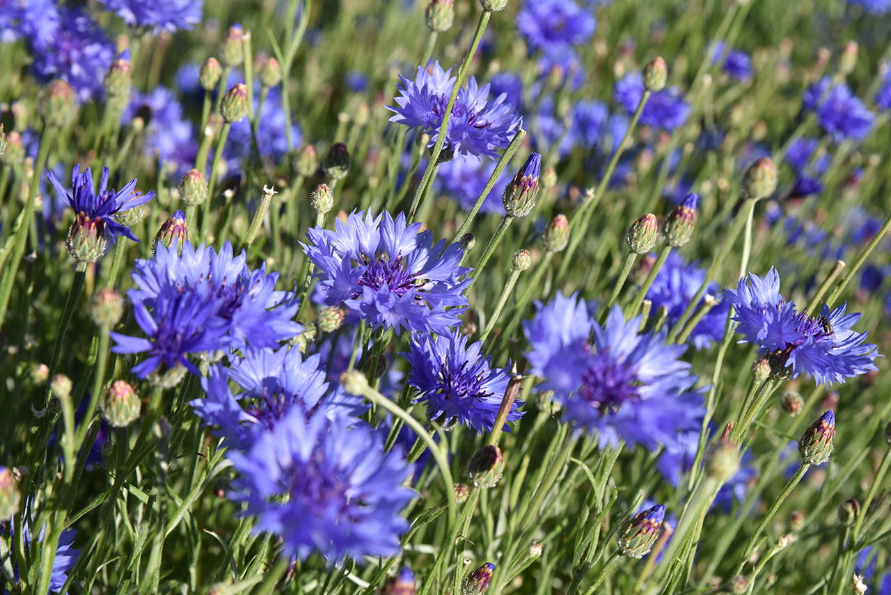 Zirbelkiefer Bio Ätherisches Öl