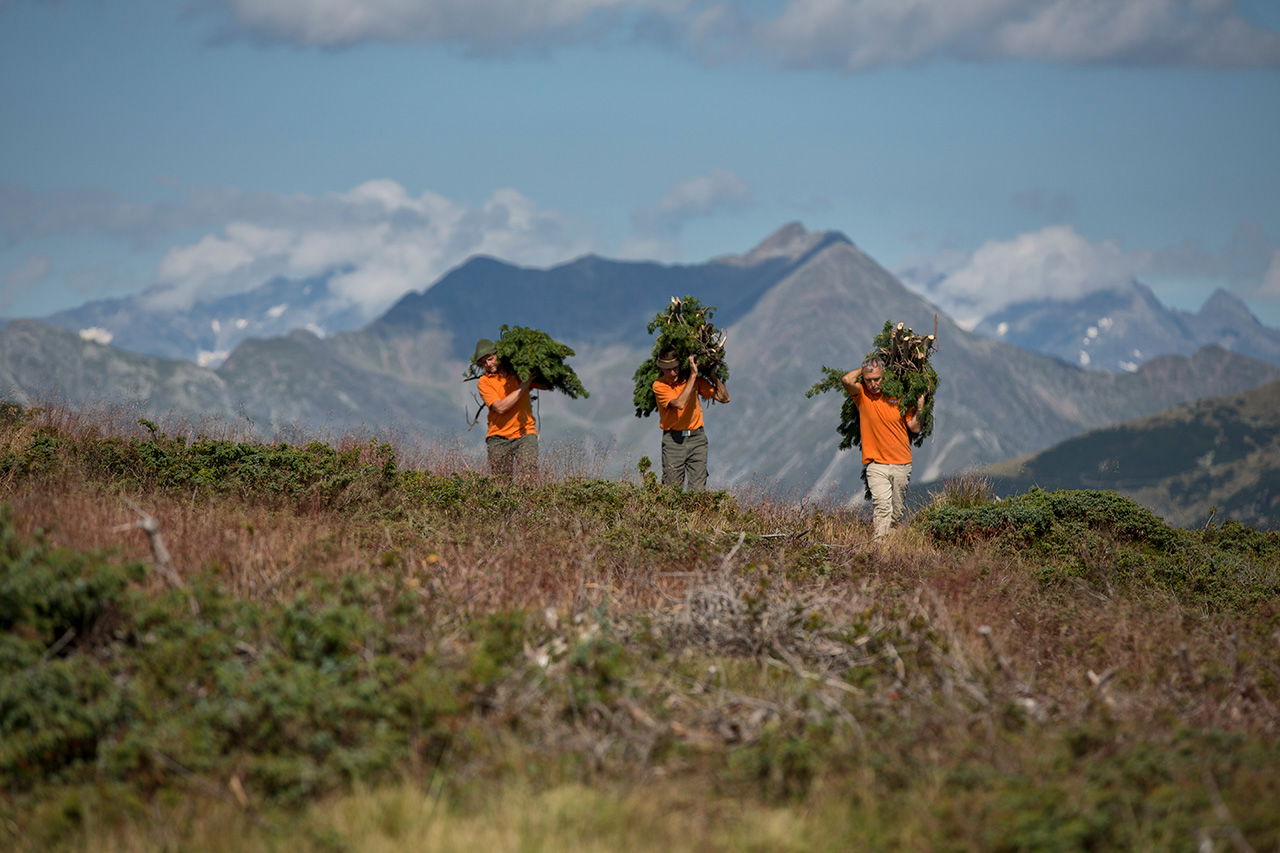 Weißtanne Bio Ätherisches Öl
